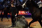 Cavalry - 00169